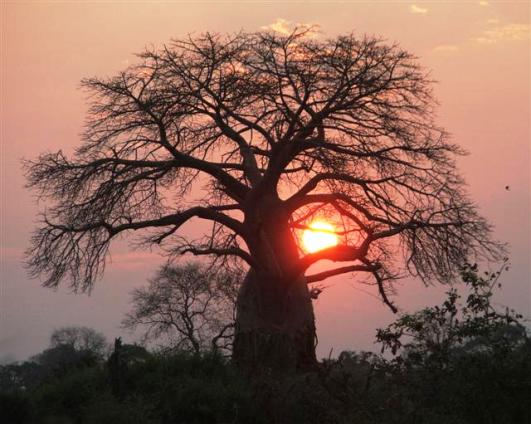 [http://www.accessgambia.com/information/large/baobab-1.jpg]