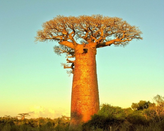 [Image: baobab-2.jpg]