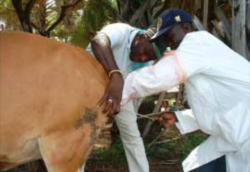 artificial insemination sheep 2011