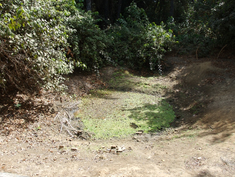 http://www.accessgambia.com/information/large11/folonko-sacred-crocodile-pool.jpg