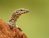 Monitor Lizard