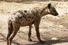Hyena in reserve
