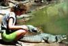 Bakau Kachikally Crocodile Pool