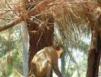 Vervet monkey in forest