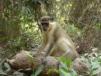 Green Vervet monkey