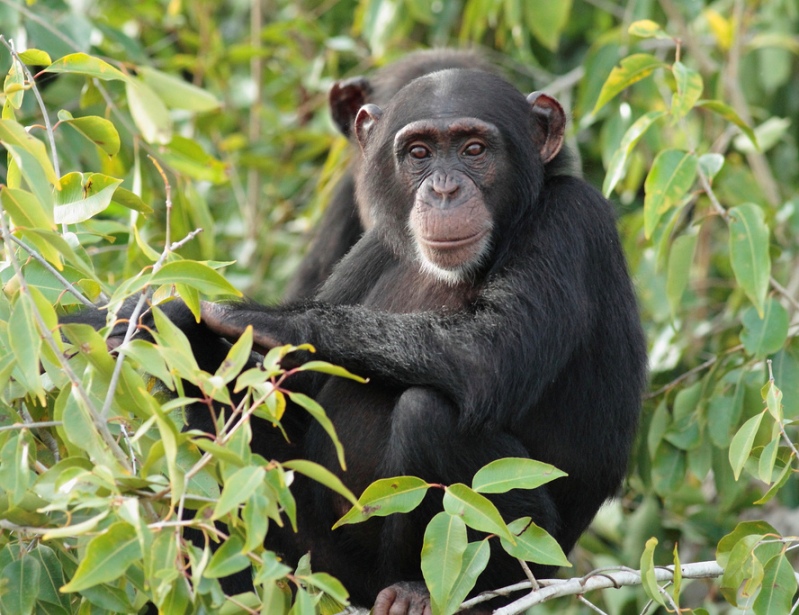 honning Konkret ensidigt Abuko Nature Reserve, Gambia