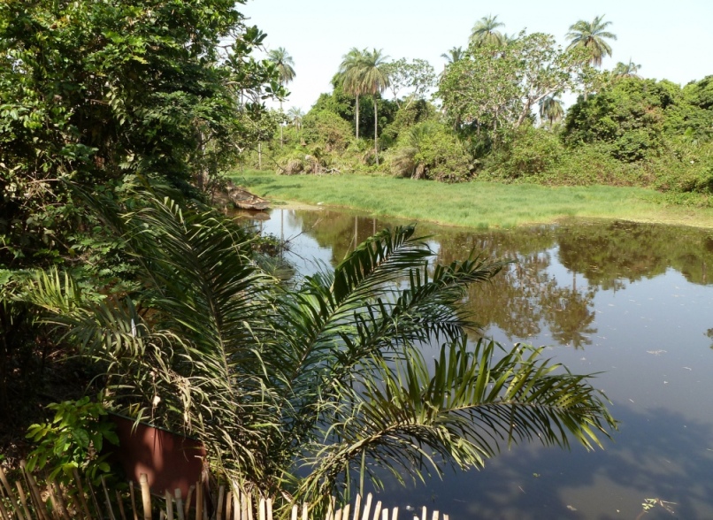 honning Konkret ensidigt Abuko Nature Reserve, Gambia