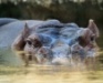 Hippo