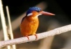 Malachite Kingfisher