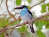 Blue Breasted Kingfisher