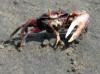 Fiddler crab