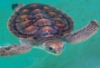 Green turtle