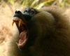 Guinea Baboon