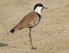 Spur winged lapwing