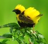 Yellow-crowned Bishop