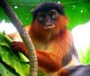 Western Red Colobus