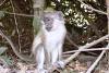 Green Vervet monkey