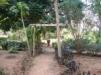 Tropical garden's walkway