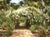 Overhanging plants