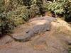 Sunbathing Crocodiles