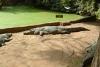 Kachikally Crocodile Pool