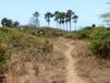 Forest trail