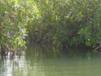 Mangrove swamp