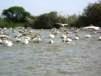 Pelicans