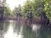 Mangrove swamp