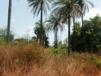 Wild bush and palms