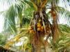 Coconut tree