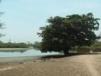 Mangrove swamp