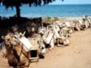 Camels at Tanji Beach